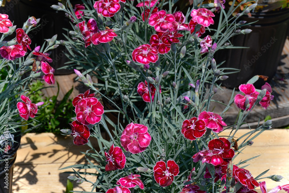 Naklejka premium Dianthus, Gordonsville, Virginia