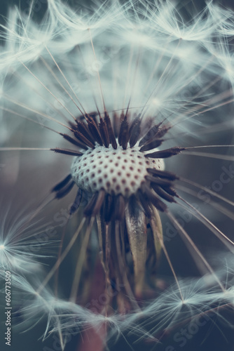 dandelion seed head