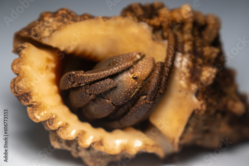 Close Up of Big Hermit Crab, Paguroidea , kelomang, Kepompong photo