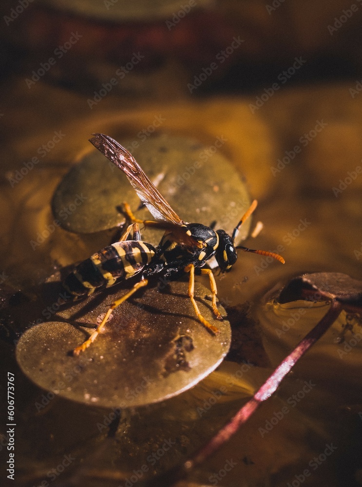 Fotografie bee on the roof