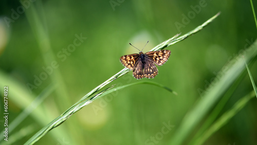 beautiful butterfly sits on a green leaf, close-up. small butterfly with beautiful scaly wings sitting on green grass. insect in nature, habitat. blurred natural background. spring meadow, macro photo