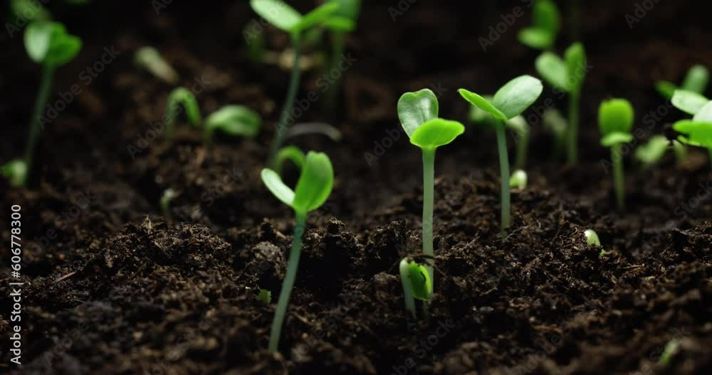 Mesmerizing Macro Time-lapse of Seed Germination and Flourishing Plant Growth. High quality 4k footage