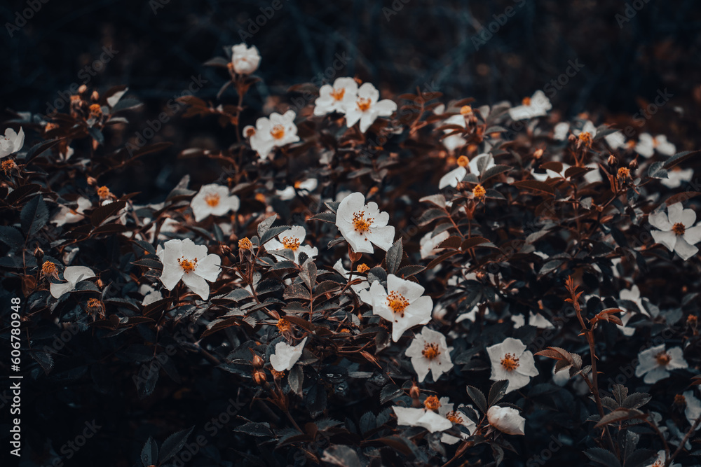 Wild rosehip blossom flower with raindrops concept photo. Growing plants in garden. Wild rosehip blossom flower with raindrops concept photo. Growing plants in garden.