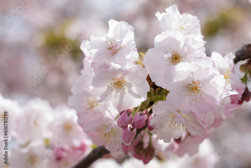 Japanese sakura cherry blossom in full bloom