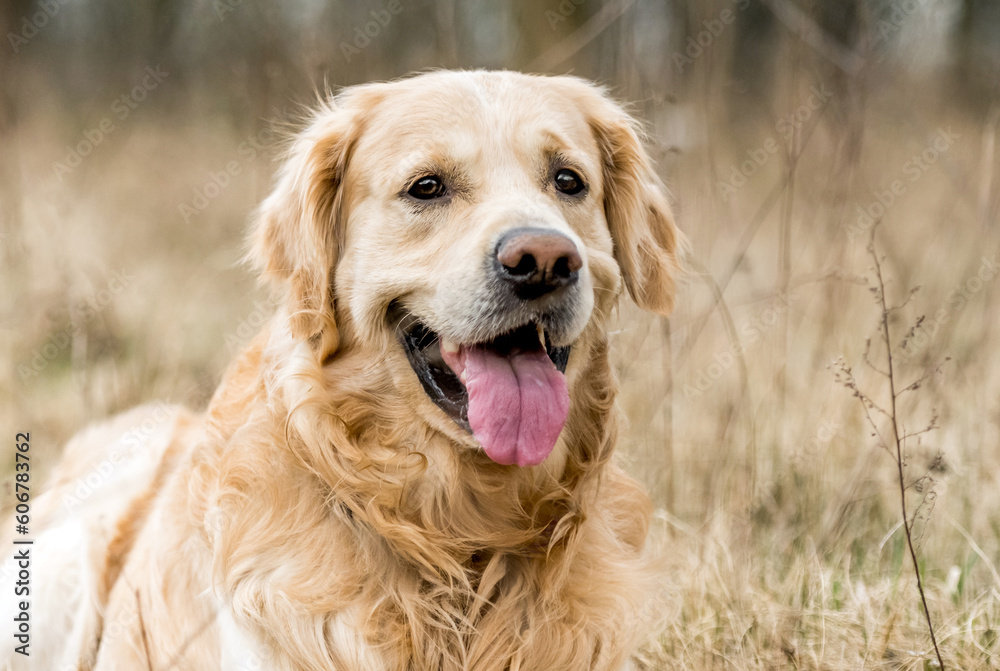 Portrait of adorable golden retriever dog outdoors in autumn