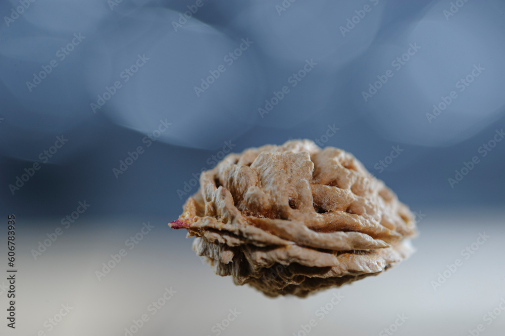 insolita immagine del nocciolo di una pesca (osso), su sfondo sfuocato insolita immagine del nocciolo di una pesca (osso), su sfondo sfuocato