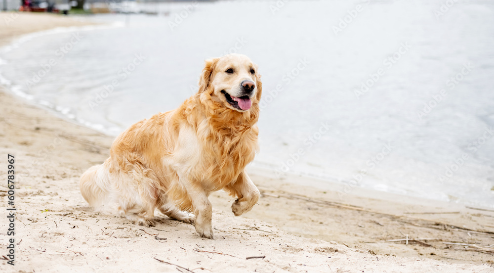 Beautiful golden retriever dog playing on the beach