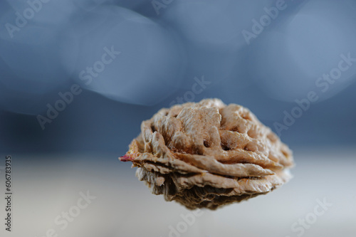 insolita immagine del nocciolo di una pesca (osso), su sfondo sfuocato