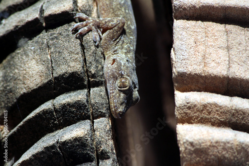 a lizard is hiding in break stone