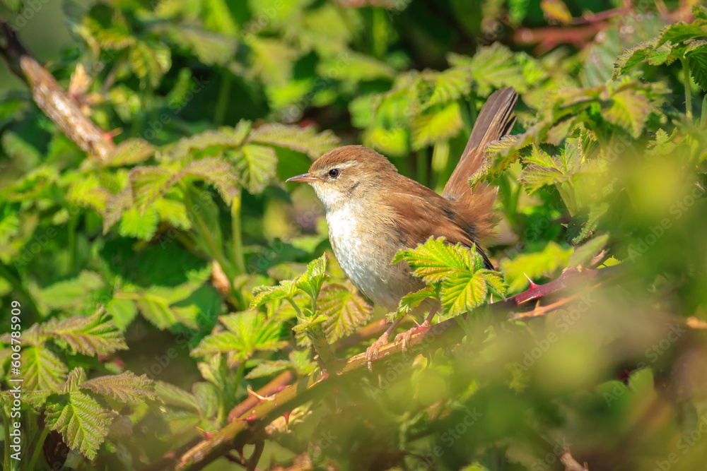 Cetti's warbler, cettia cetti, bird singing and perched Cetti's warbler, cettia cetti, bird singing and perched
