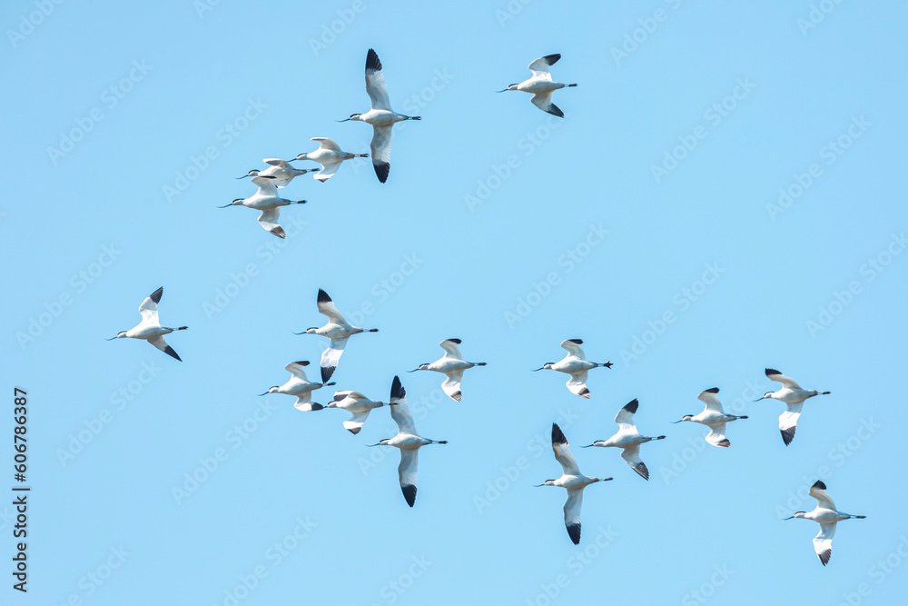 Pied Avocet, Recurvirostra avosetta, in flight