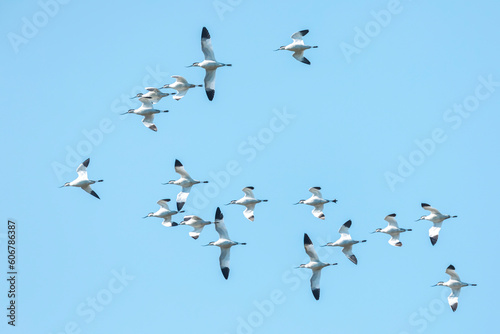 Pied Avocet, Recurvirostra avosetta, in flight
