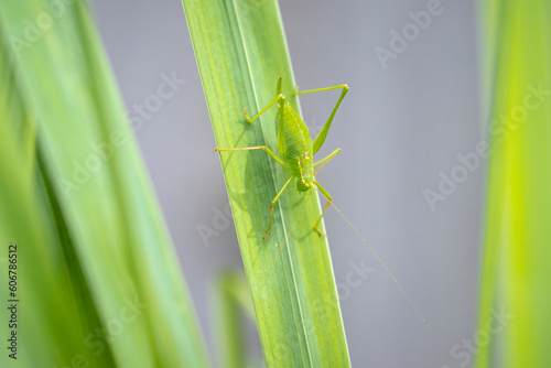 Speckled bush-cricket Leptophyes punctatissima photo