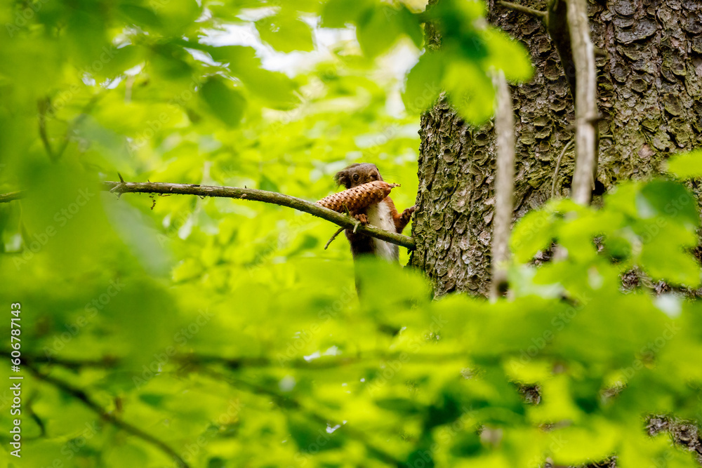 Obraz premium A cute red squirrel in the forest