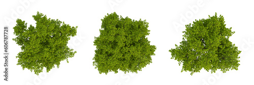 Set of green trees on top view isolated on transparent background  2d plants  3d render illustration.