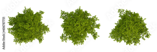 Set of green trees on top view isolated on transparent background, 2d plants, 3d render illustration. © Sandy