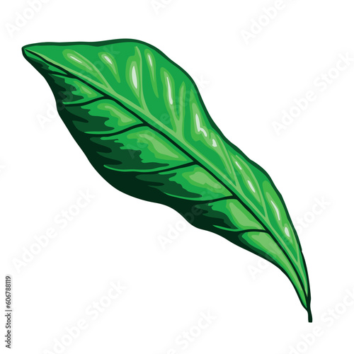 Liść egzotycznej rośliny. Błyszczący zielony liść, rysunek wektorowy. Pojedynczy lśniący listek kawowy - kolorowa ilustracja. 