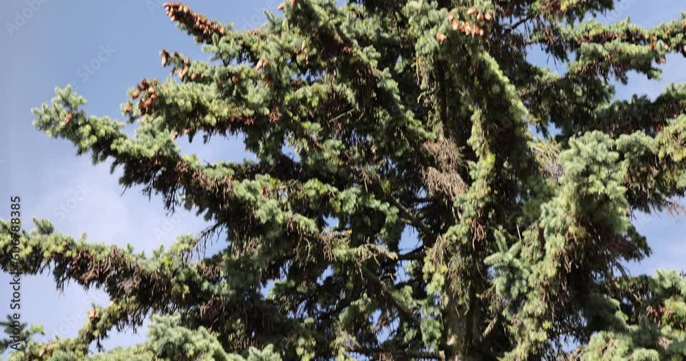 evergreen trees or in early spring, green needles on the branches of an ordinary spruce in the spring season evergreen trees or in early spring, green needles on the branches of an ordinary spruce in the spring season