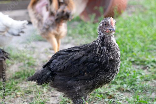 Young hen with black gray plumage in yard at farm, poultry farming concept