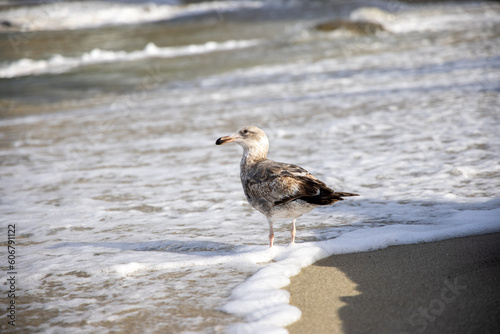 Black headed gull