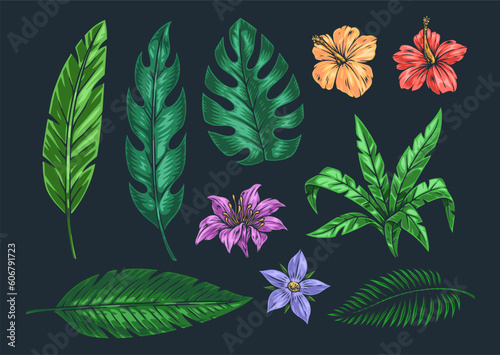 Tropical plants set emblem colorful