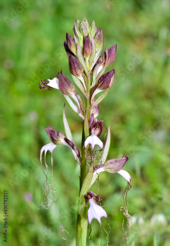 photos of wild plants and wildflowers. photos of wild orchids.