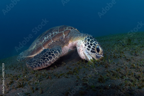 Green Turtle - Chelonia mydas feeds on the algae. Sea life of Bali  Indonesia.