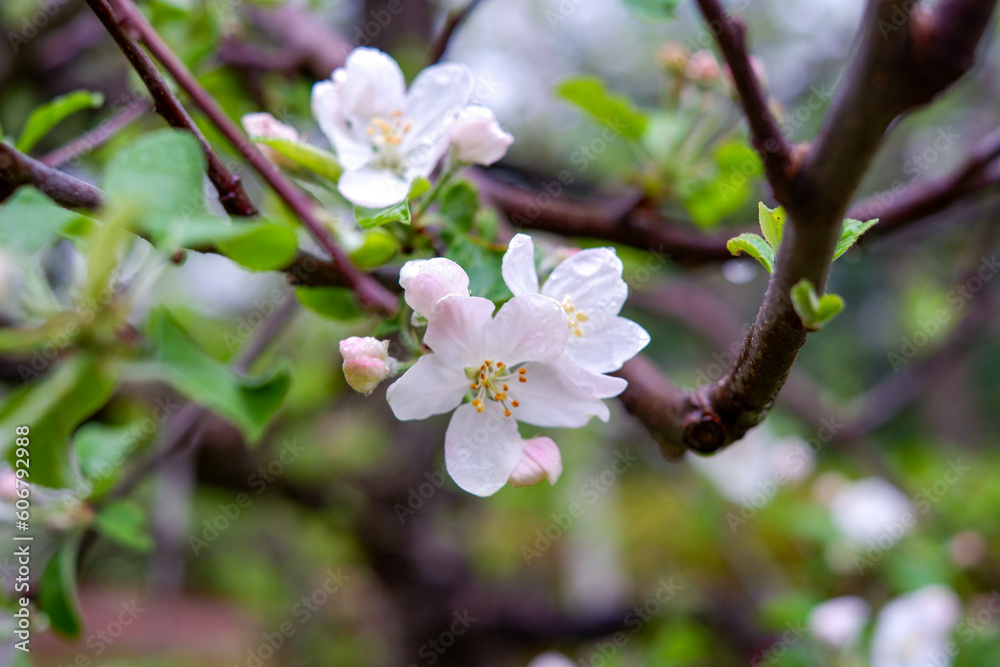 Fototapeta premium Flowers of Apple tree Fuji in the sun in the spring