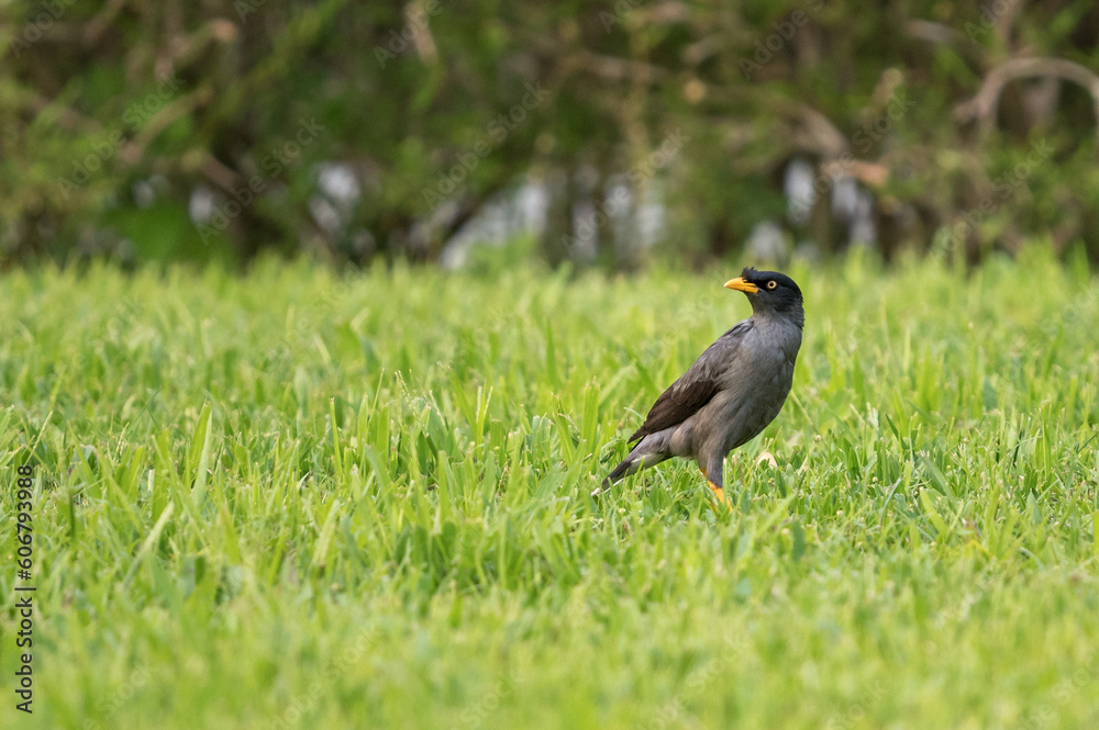 Javan Myna (Acridotheres javanicus) on grass in urban park. Javan Myna (Acridotheres javanicus) on grass in urban park.