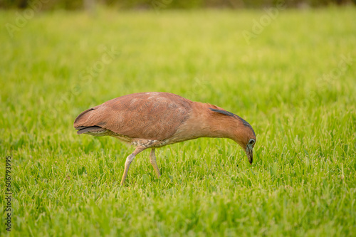 Malaysian Night Heron (Gorsachius melanolophus) in the urban park. photo