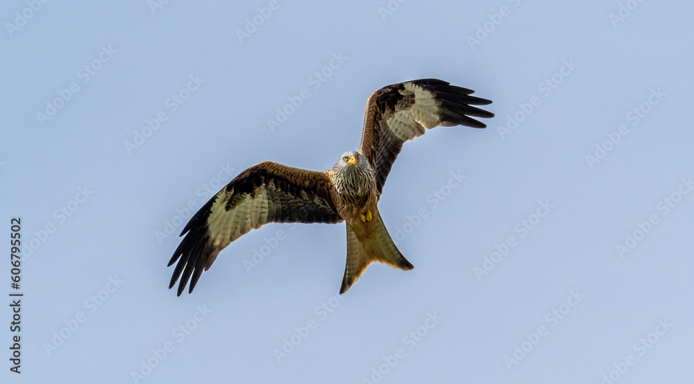 Obraz premium Red Kite in flight