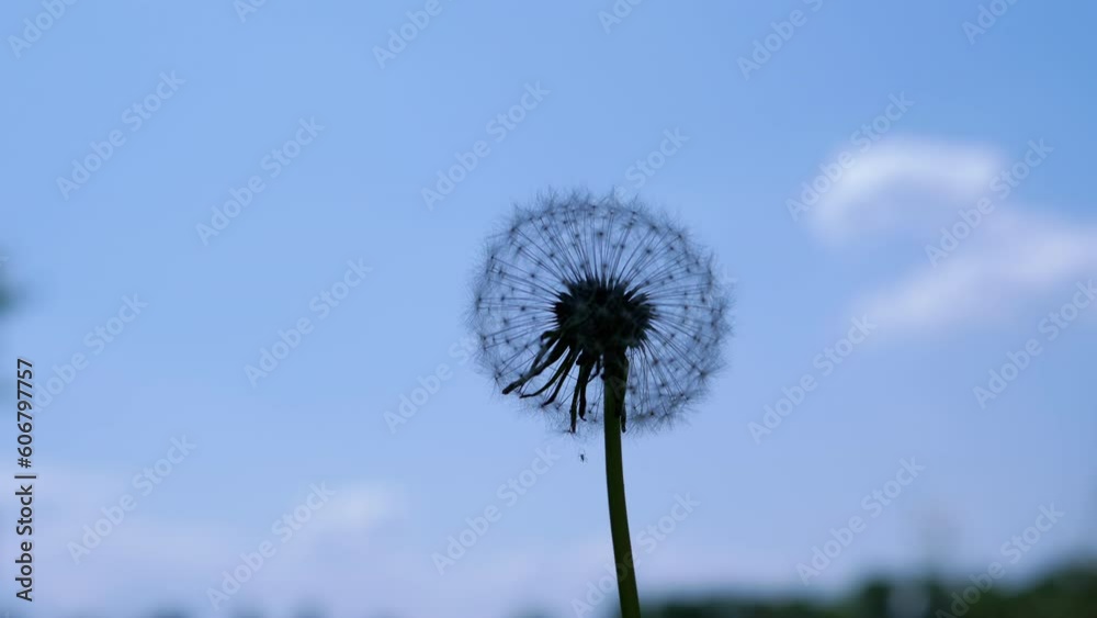 Close up, Silhouette of a Fluffy Dandelion Spinning on a Blue Sky Background. Hand rotates fragile translucent dandelion flower with white airy seeds. Sunlight. Copy space. Outline. Texture. Flowers. Close up, Silhouette of a Fluffy Dandelion Spinning on a Blue Sky Background. Hand rotates fragile translucent dandelion flower with white airy seeds. Sunlight. Copy space. Outline. Texture. Flowers.
