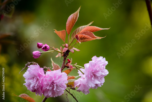 美しい一番見ごろな頃の八重桜