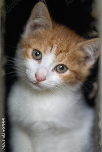 close up of a cat