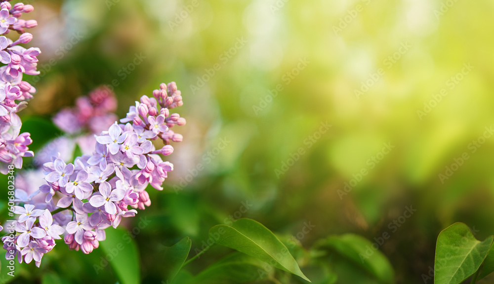 Spring background. Lilac branches on a green bokeh background. Sunny day. Nature.