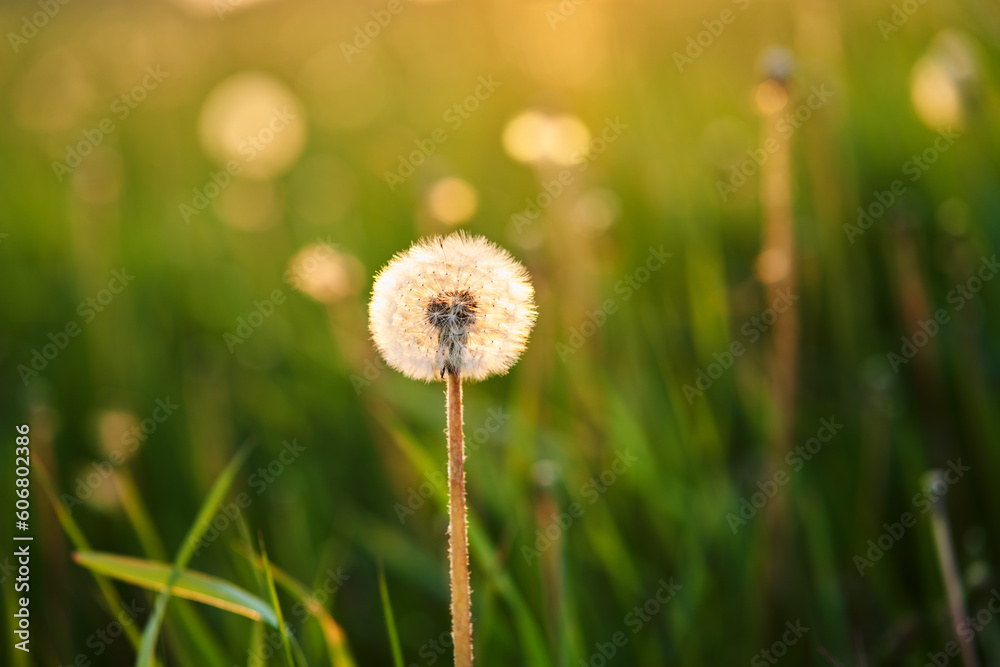 White dandelion in a field on a green background in the grass. The morning sun illuminates the wild flower. Close-up. Nature.