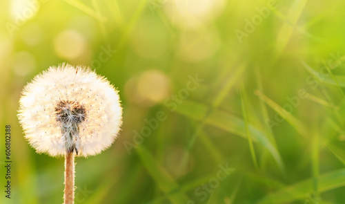 White dandelion in a field on a green background in the grass. The morning sun illuminates the wild flower. Close-up. Nature.