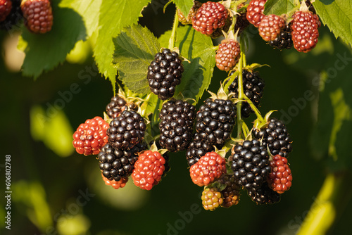 Blackberry. Wild forest berries. Bunches of ripe black blackberries growing in wild nature, dewberry grow on a bush. Summer ripe healthy berries outdoors, close-up photo