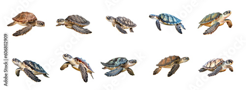 Different sea and ocean turtles set,  isolated on transparent background cutout, png. © png resources