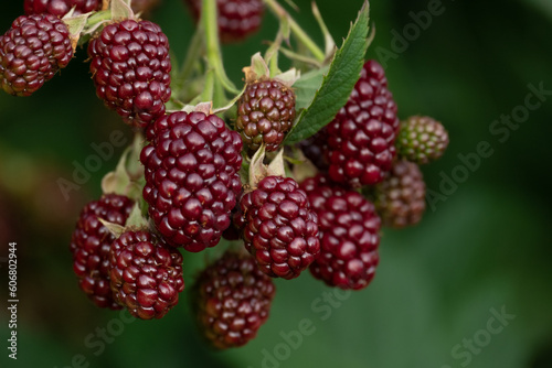 Blackberry. Wild forest berries. Bunches of ripe black blackberries growing in wild nature, dewberry grow on a bush. Summer ripe healthy berries outdoors, close-up