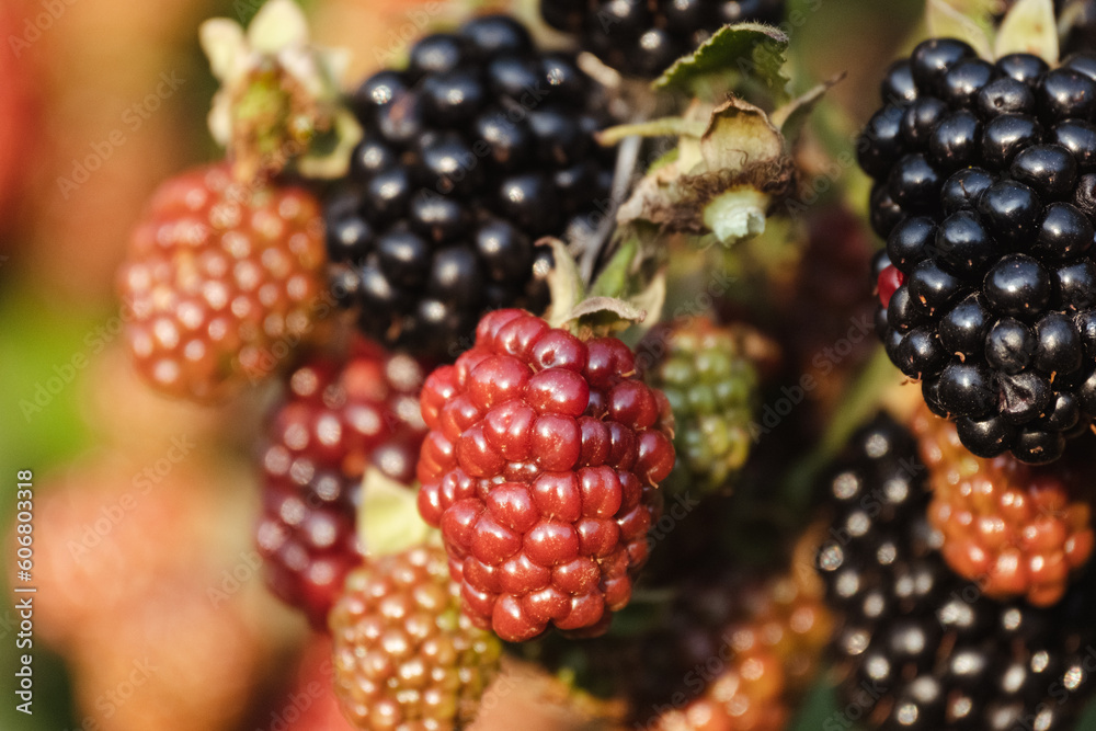 Bunches of ripe black and red and green unripe blackberries growing in wild nature, dewberry grow on a bush on a summer day. Blackberry. Healthy berries outdoors, close-up Bunches of ripe black and red and green unripe blackberries growing in wild nature, dewberry grow on a bush on a summer day. Blackberry. Healthy berries outdoors, close-up