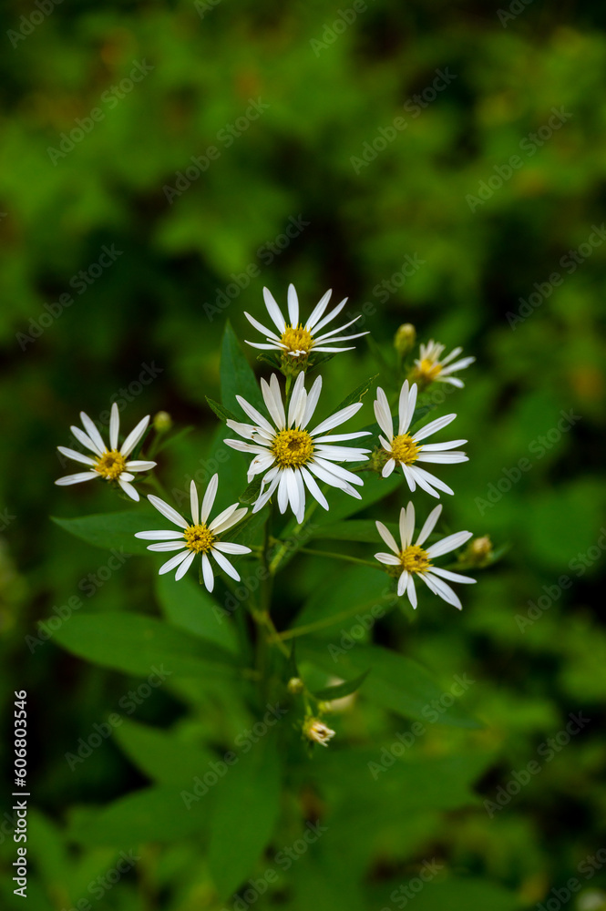 Daisy Plant Blooms In Grand Teton Summer Daisy Plant Blooms In Grand Teton Summer