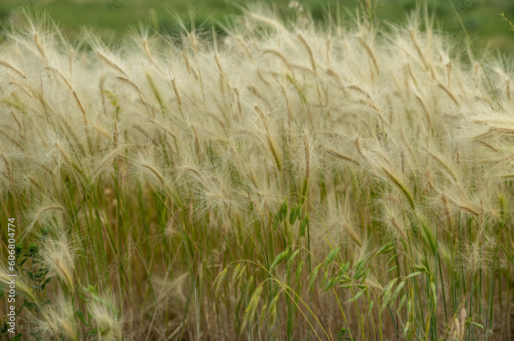 Fluffy Grasses Blow In Green Field