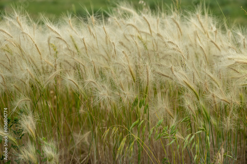 Fluffy Grasses Blow In Green Field © kellyvandellen