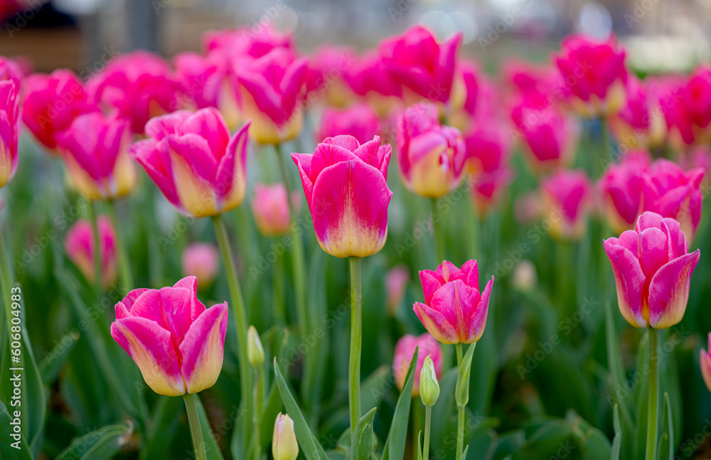 Obraz premium flowers of beautiful tulips growing in a flower bed