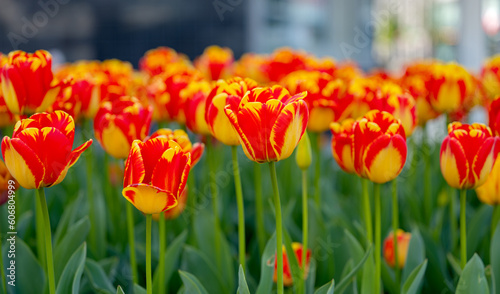 flowers of beautiful tulips growing in a flower bed