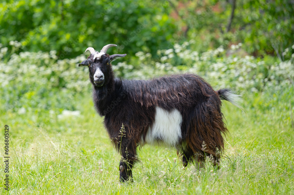 black goat grazing in the meadow