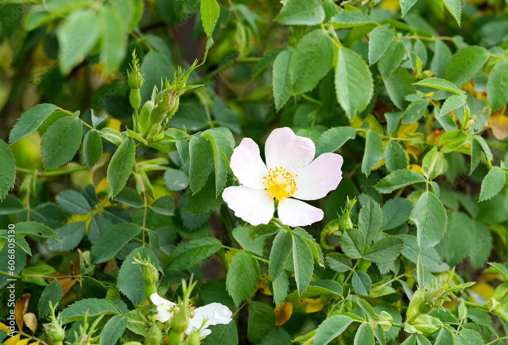 wild rose flower close up wild rose flower close up