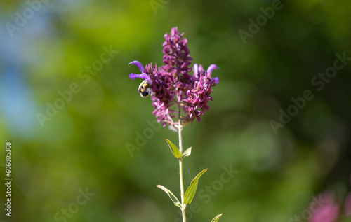 Obraz na płótnie flower lilac with a bumblebee w salonie
