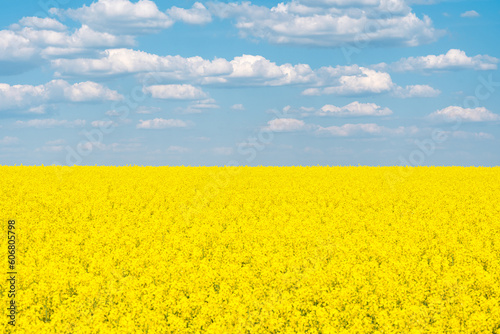 field with blooming rapeseed on a sunny day
